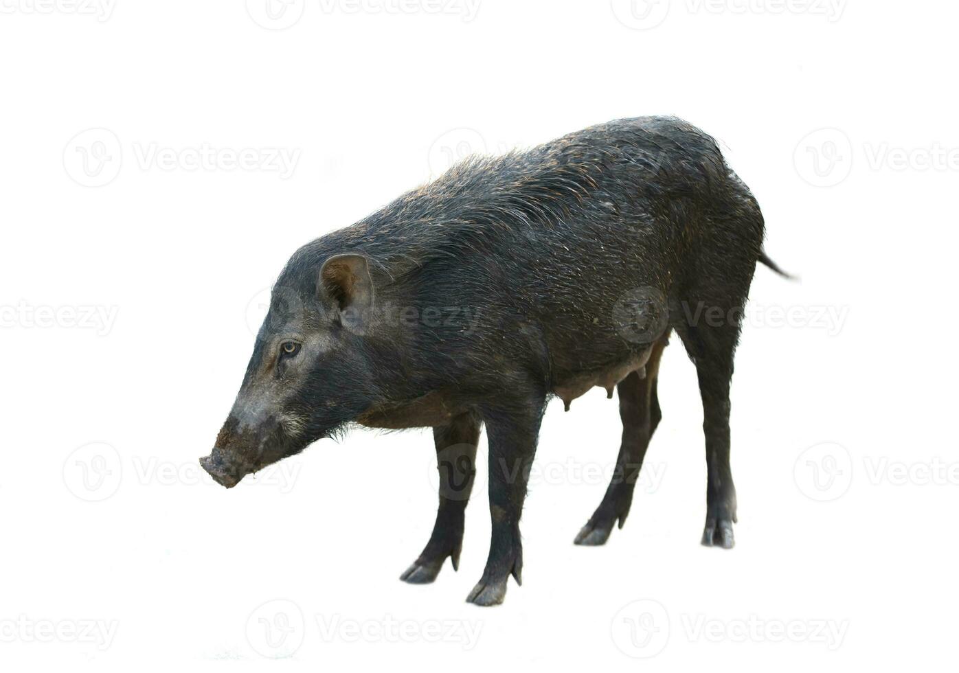 wild boar isolated photo