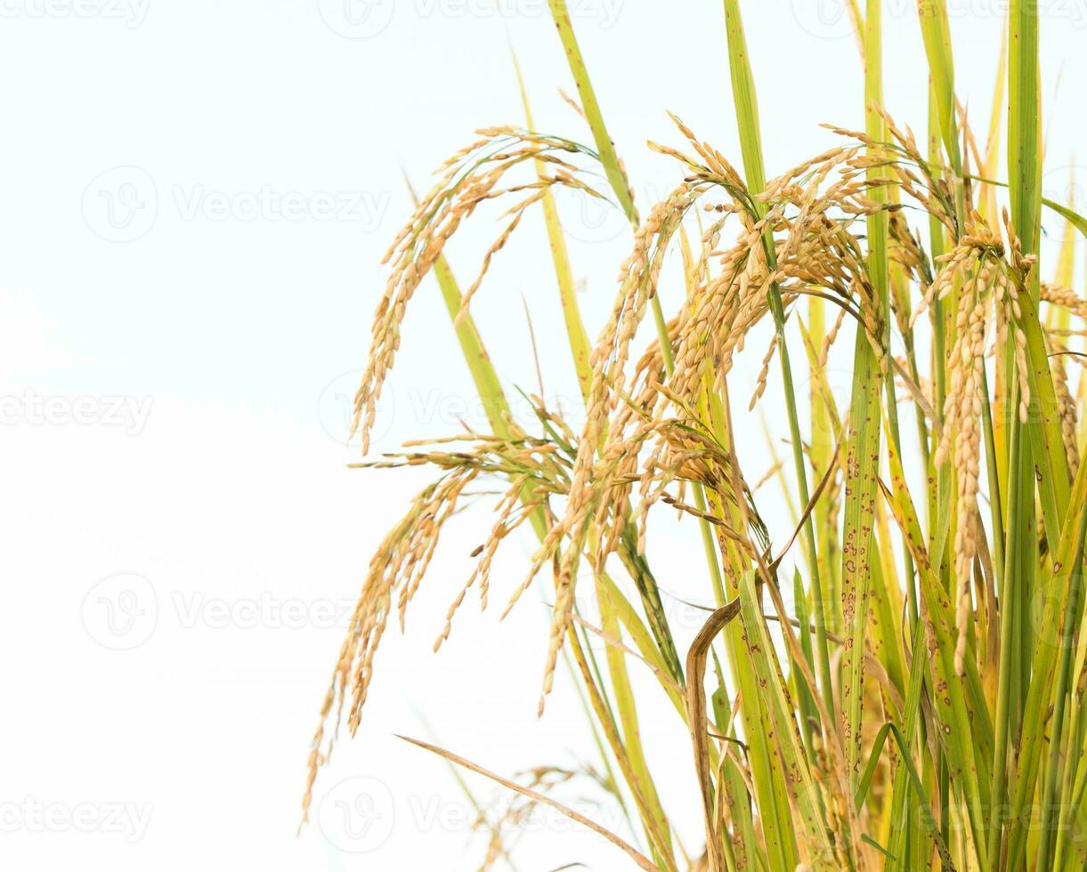 rice field in thailand photo