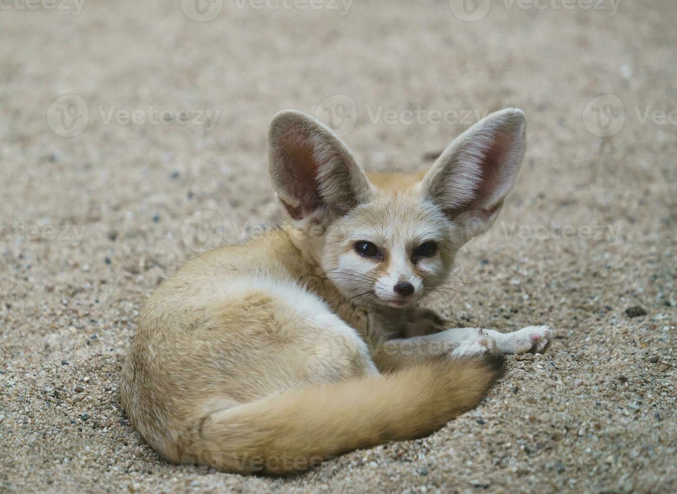 fennec fox Vulpes zerda photo