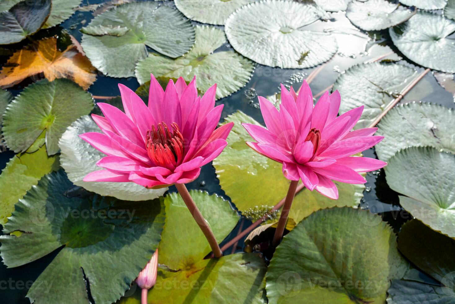Close-up on top of two red lotus flowers photo