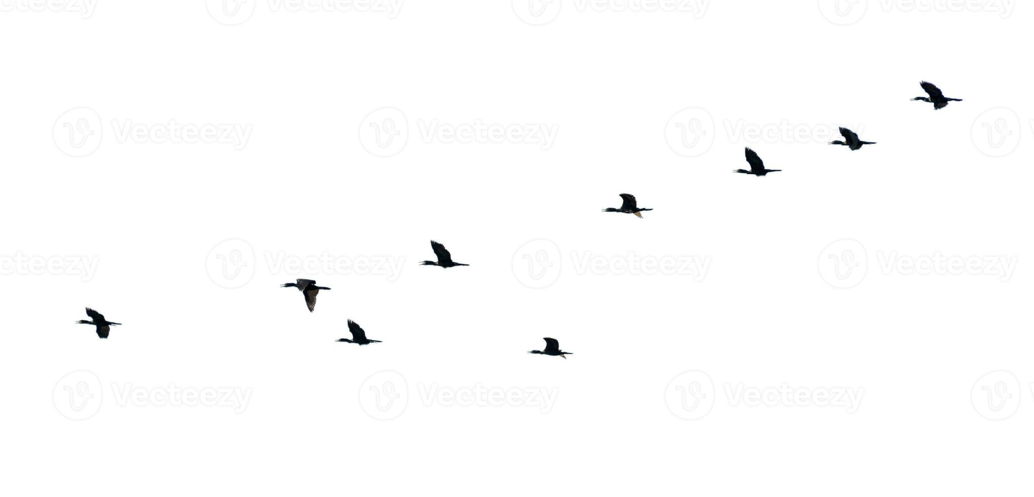 Silhouette flock of birds flying in a row photo