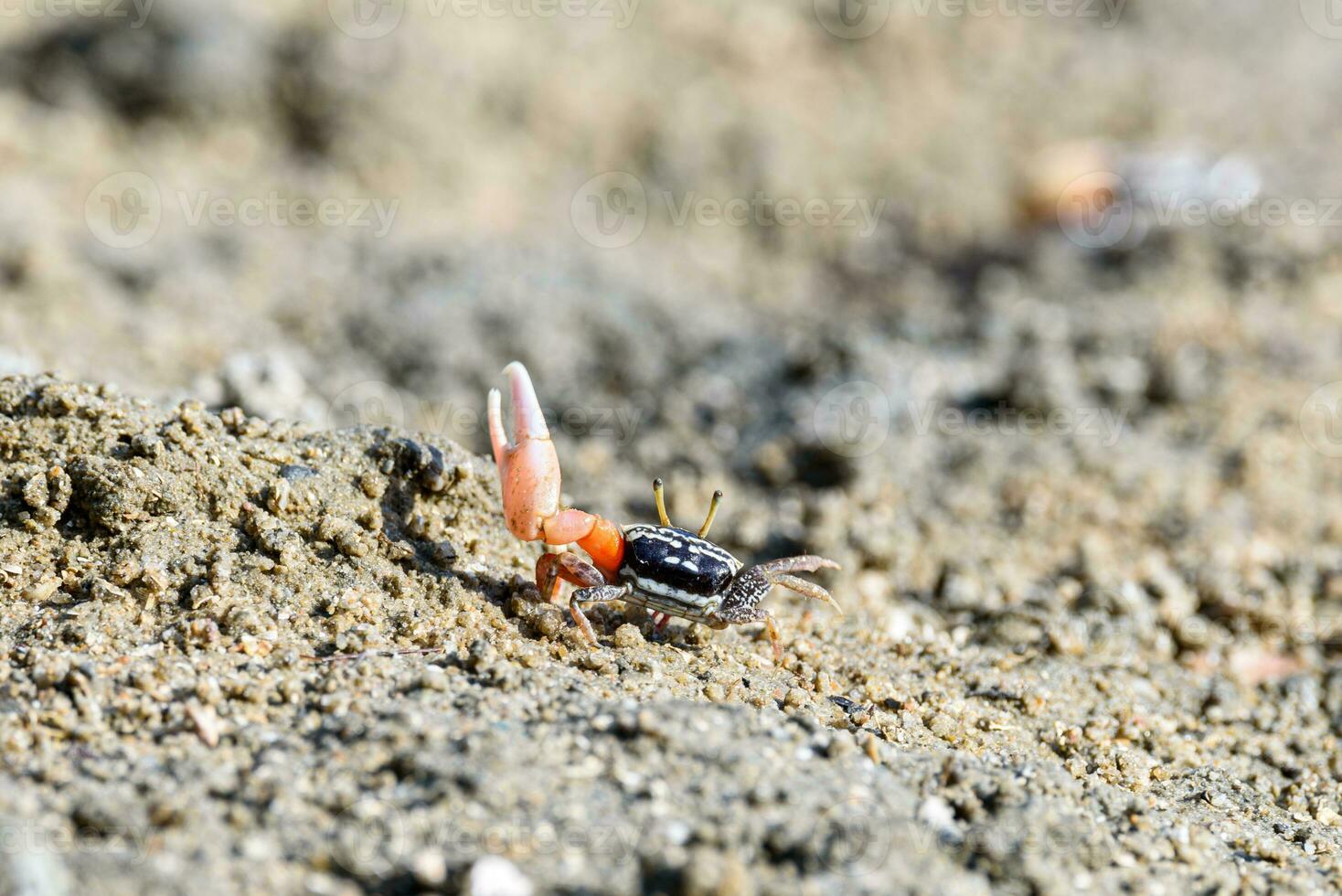 violinista cangrejos, pequeño masculino mar cangrejo es comiendo comida foto