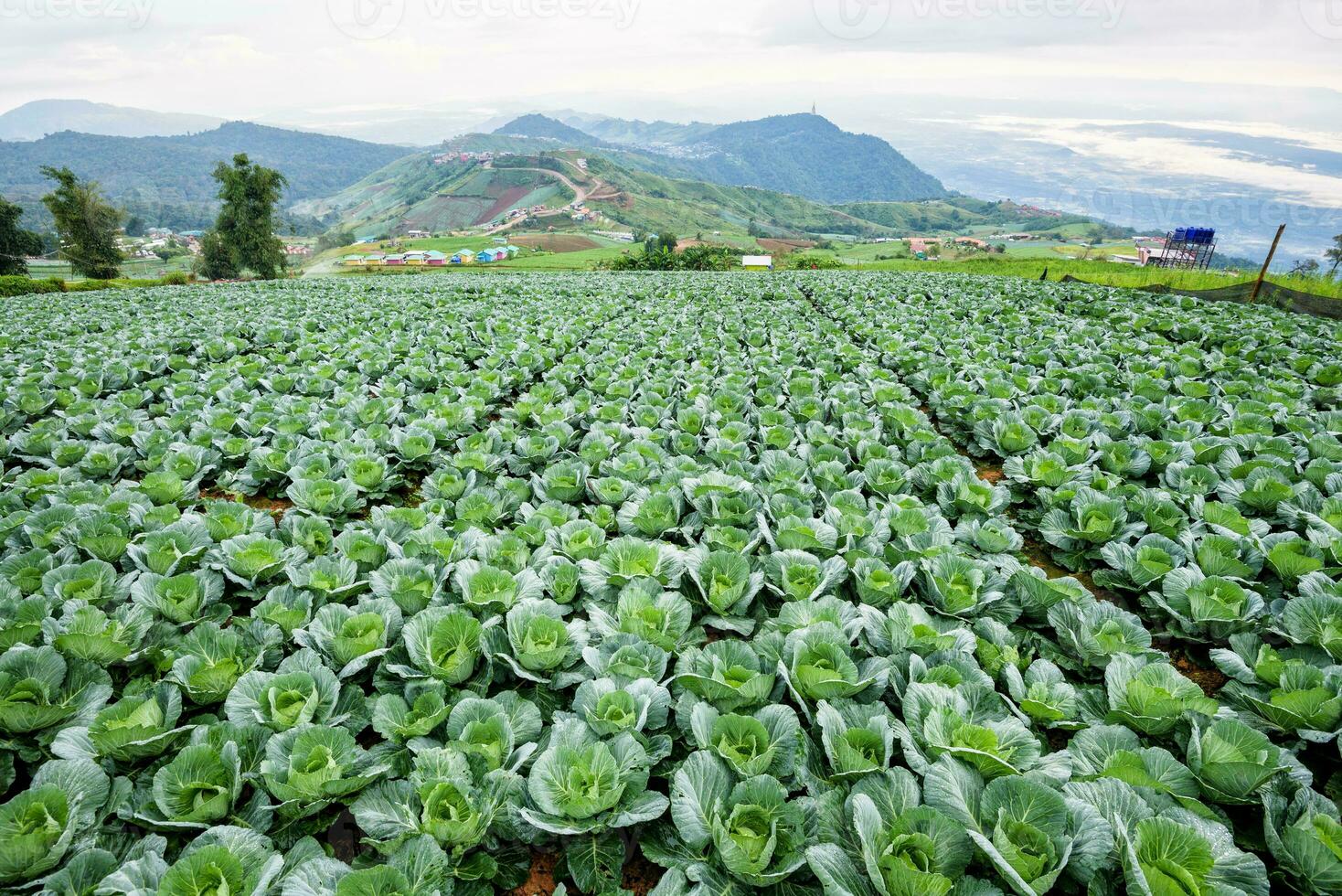 Cabbage rows in cultivation plot photo