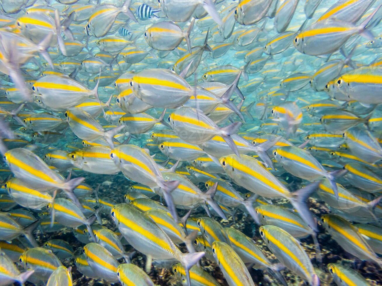 Underwater photos of sea fish herd