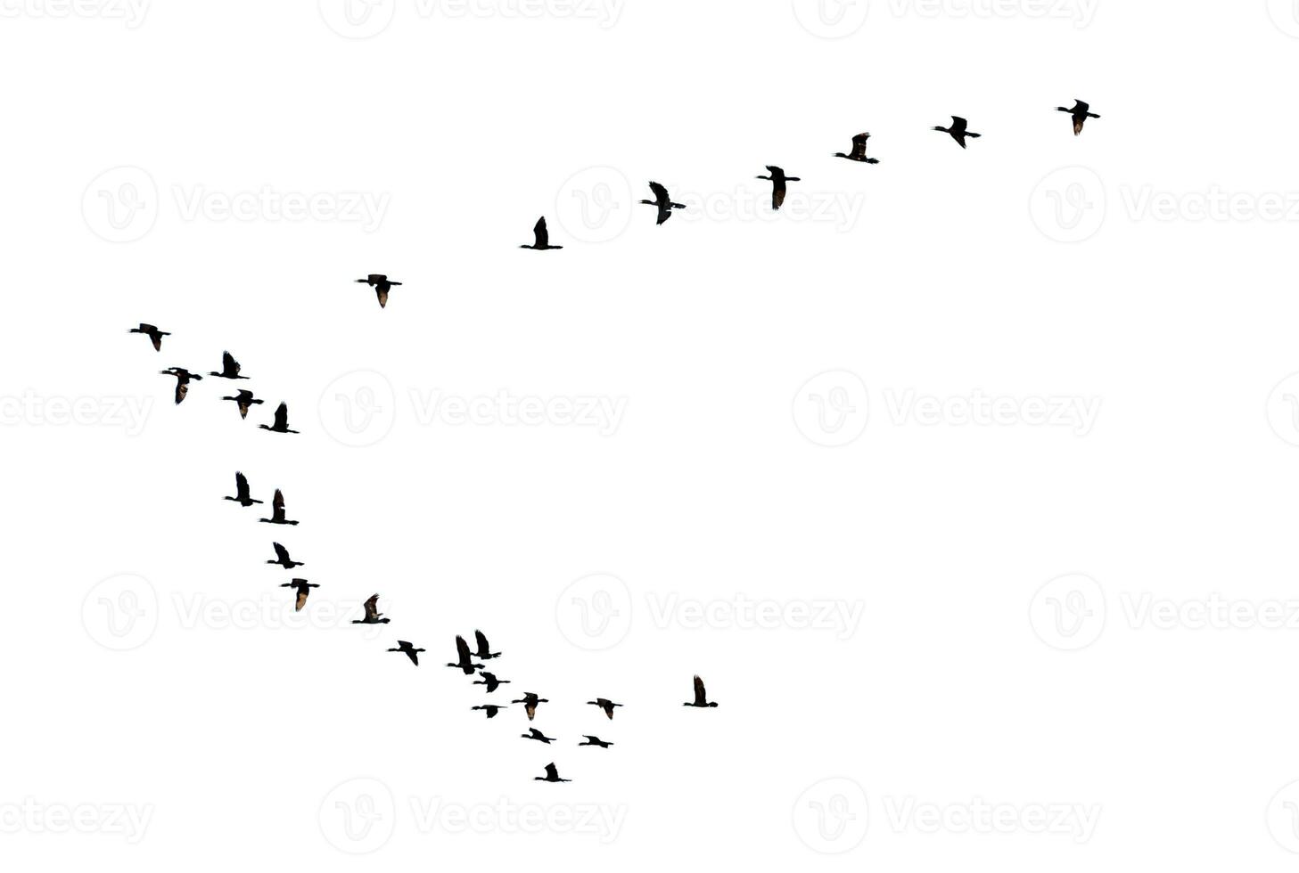 Silhouette flock of birds flying in a row photo