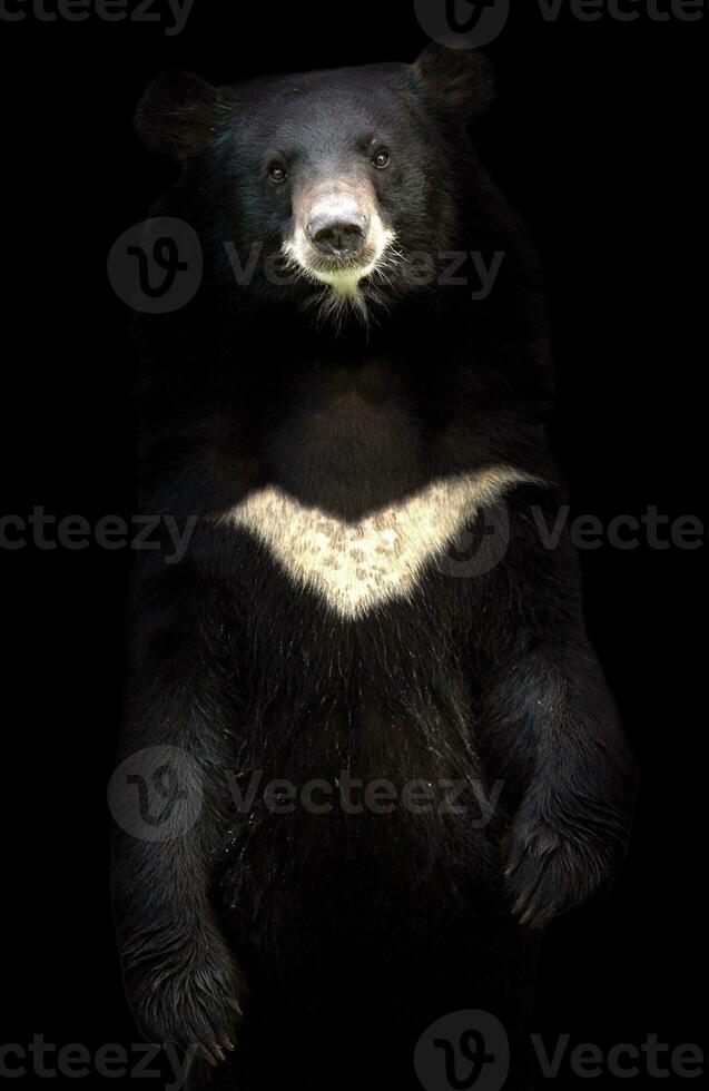 asiatic black bear photo