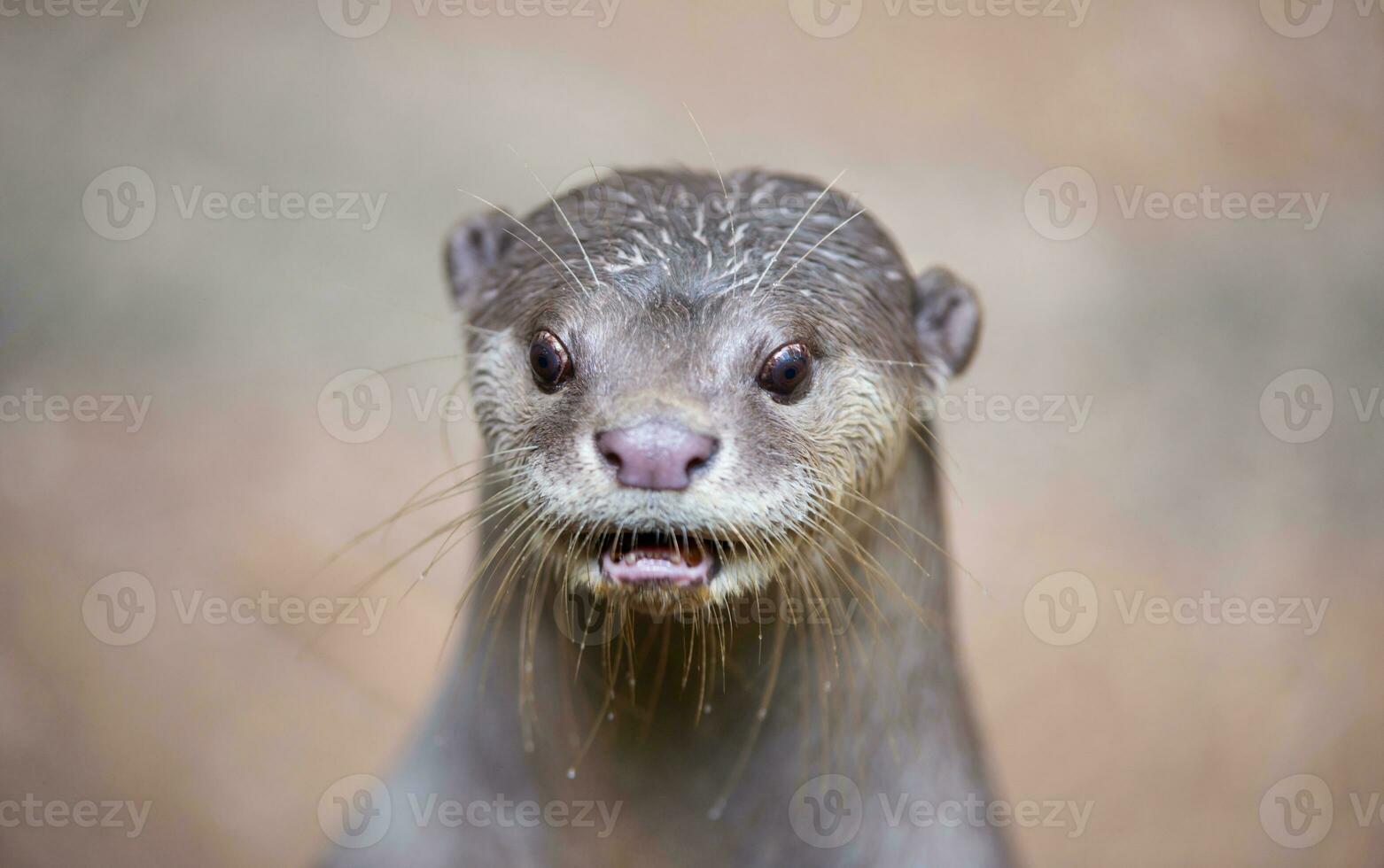 Smooth coated otter photo