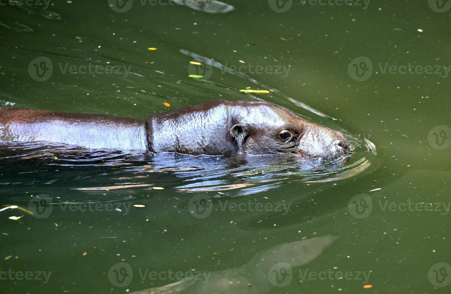 pygmy hippo in the water photo
