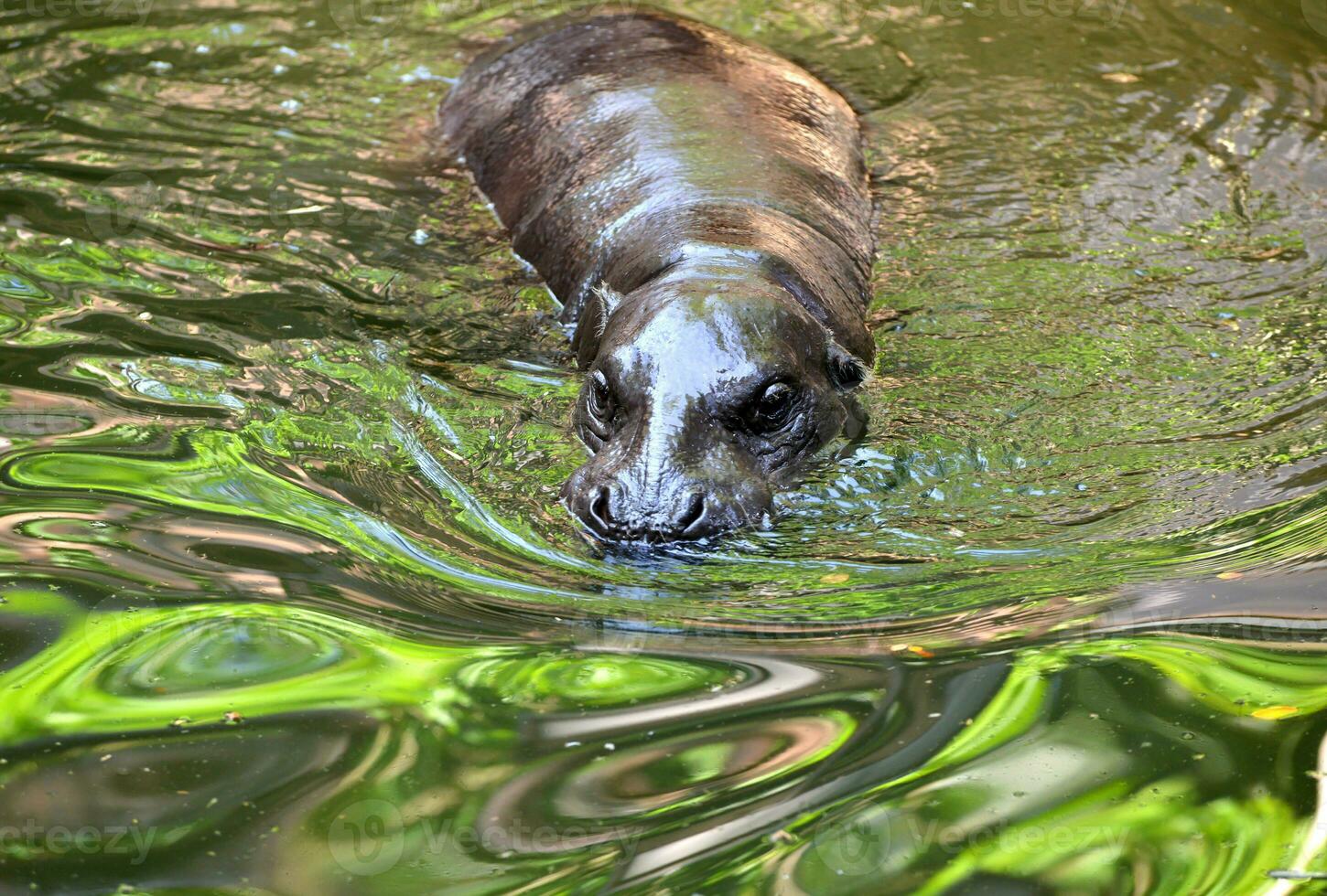 pygmy hippo in the water photo