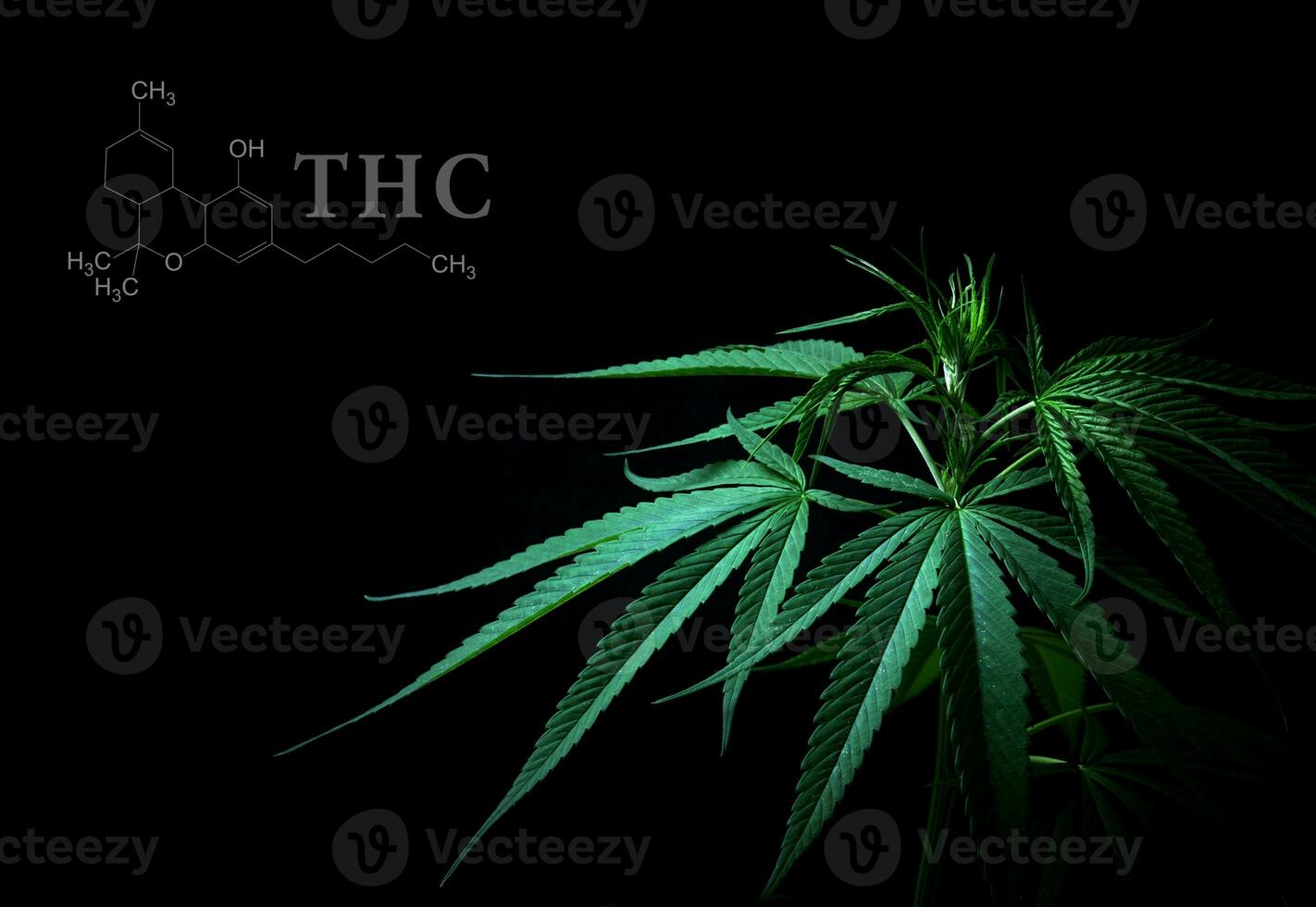 Marijuana leaves with cbd thc chemical structure photo