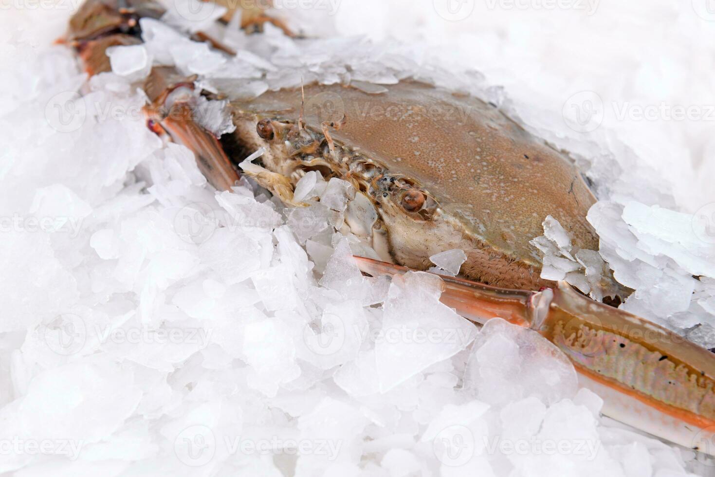 crab freeze in ice photo