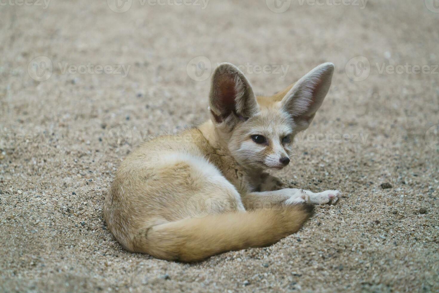 fennec fox Vulpes zerda photo