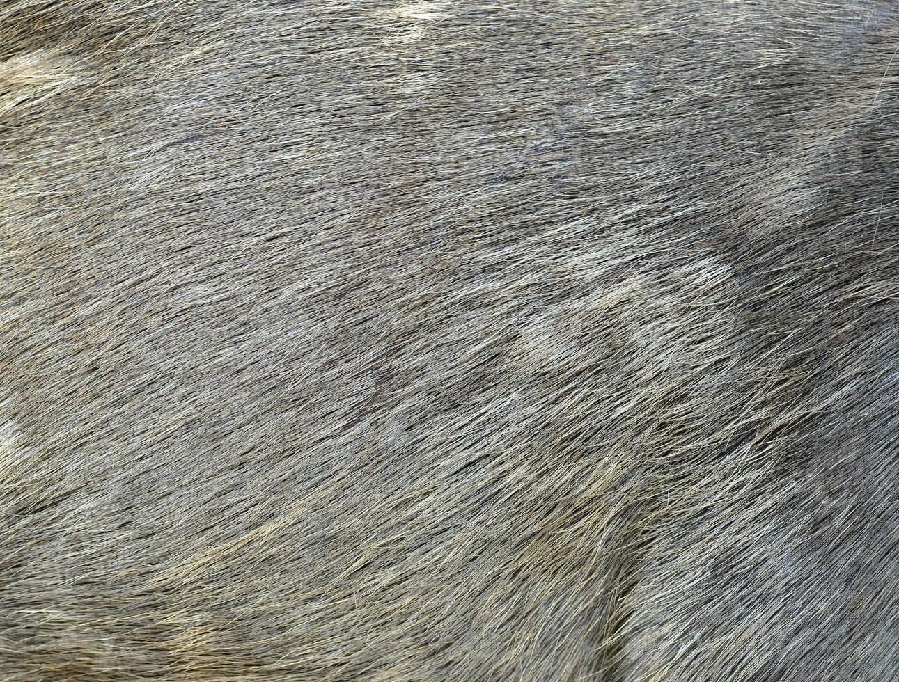 sambar deer fur photo