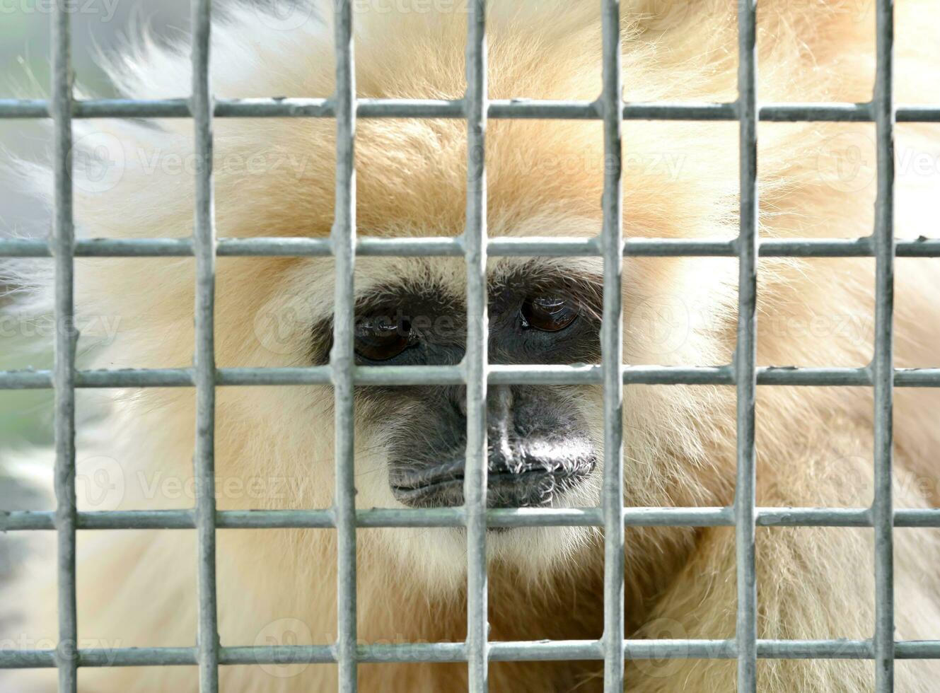 gibbon in cage photo