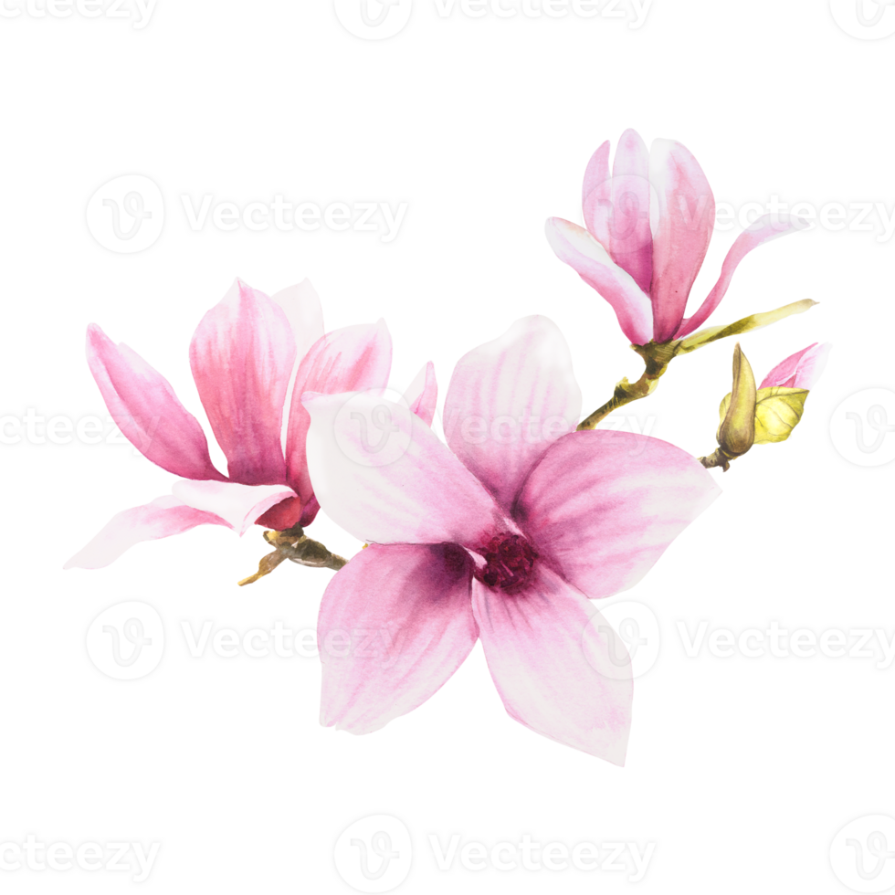 magnolia roze bloem vertrekken knop tak. waterverf. hand- getrokken illustratie met aquarel vlekken bloemen ontwerp van groeten uitnodigingen, jubilea, bruiloft, verjaardagen kaarten en stickers png