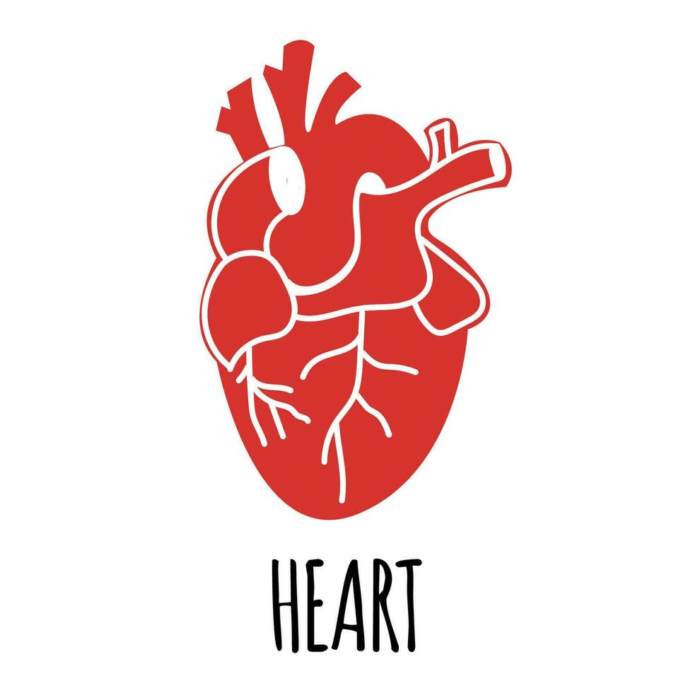 Heart illustration on white background. Flat style. vector