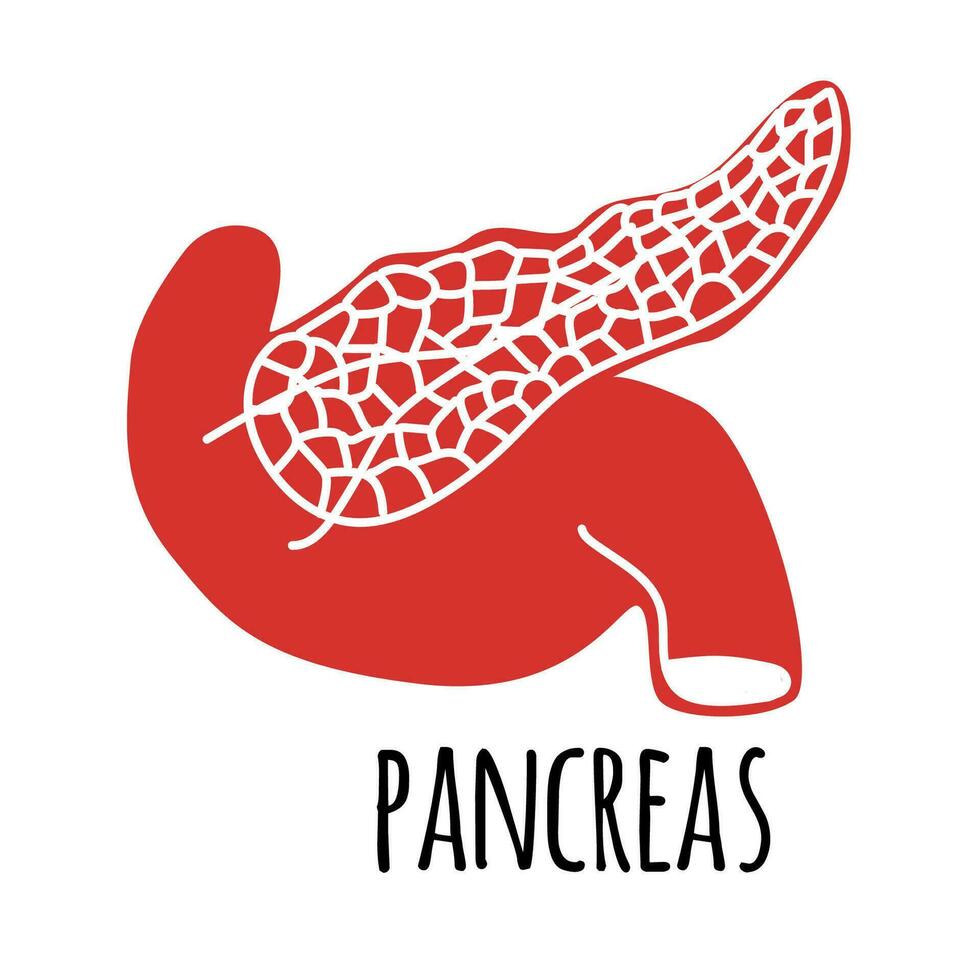 Pancreans illustration on white background. Flat style. Vector