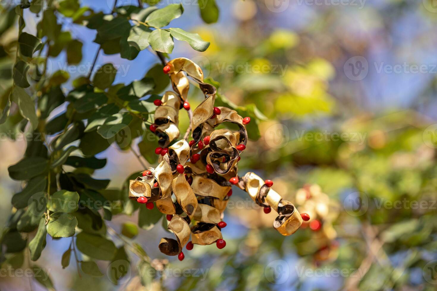 Saga Tree Seeds photo