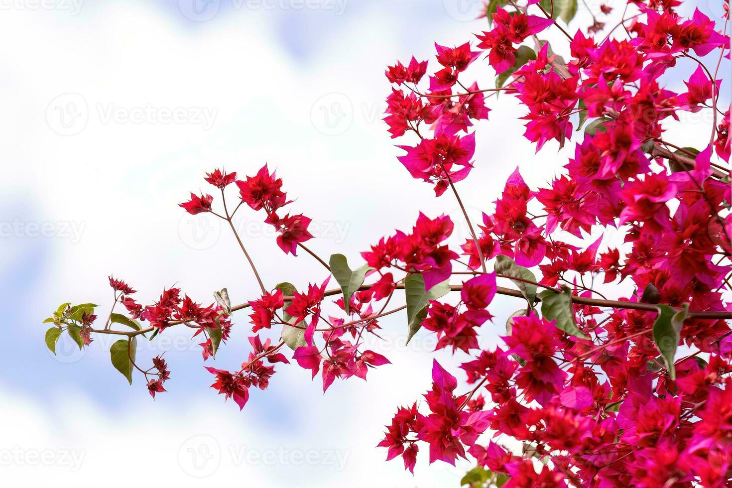 ornamental plant flowers photo