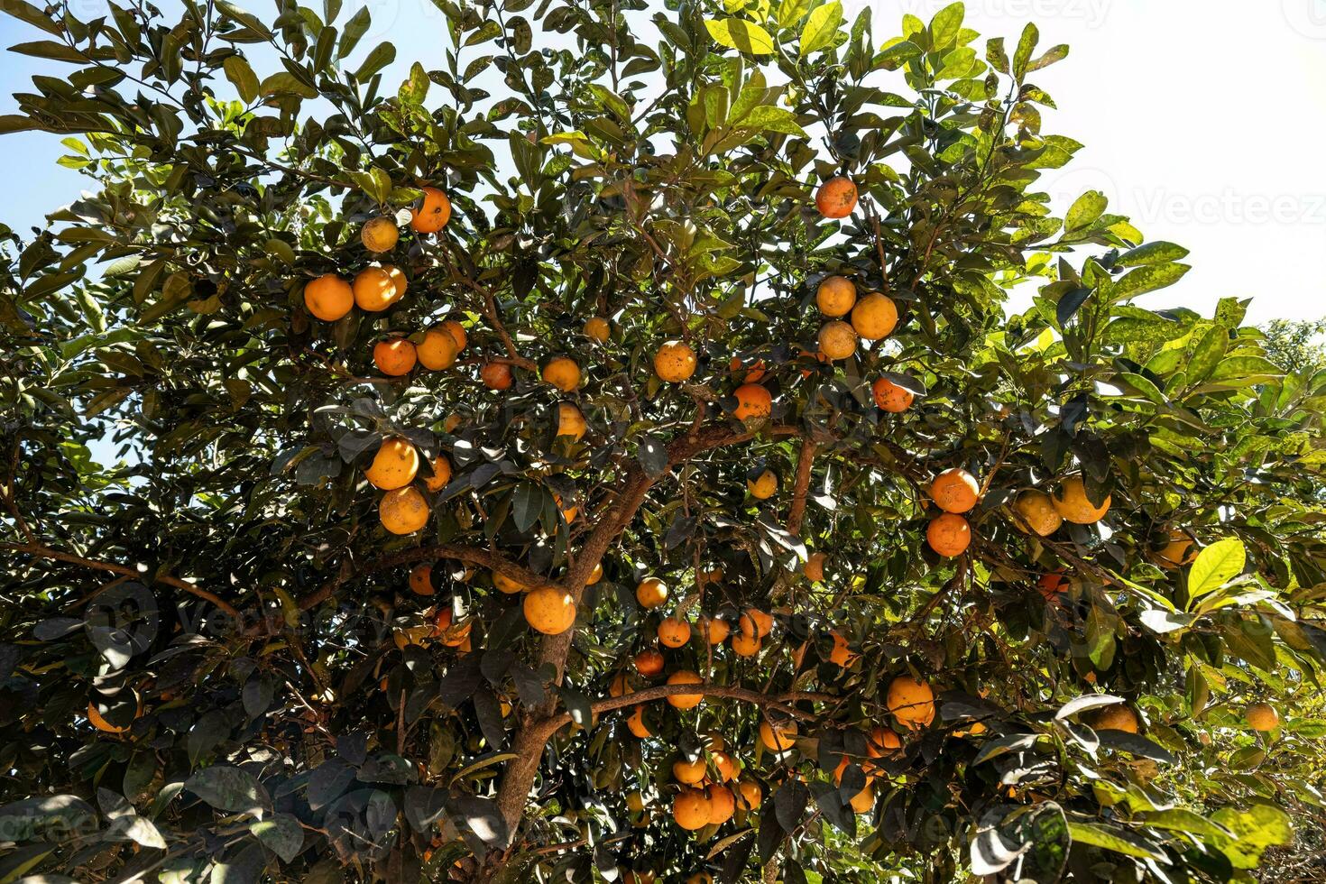 Rangpur Fruit Tree photo