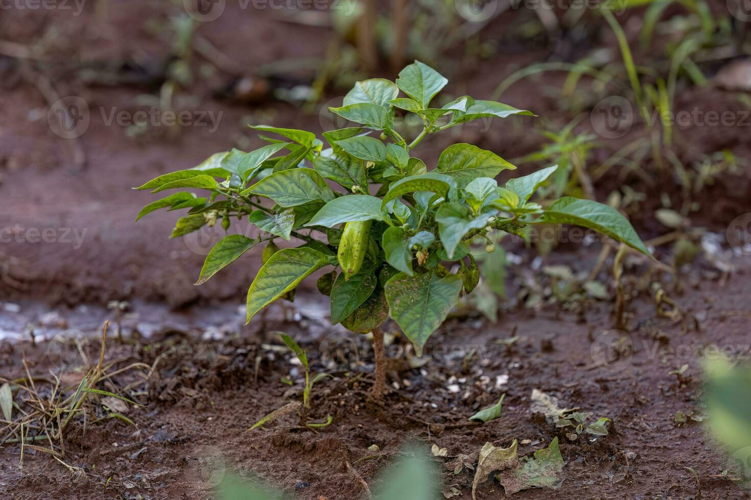 small pepper plant standing in soil photo