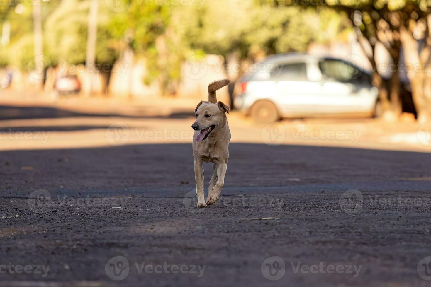 animal mamífero perro en el calle foto