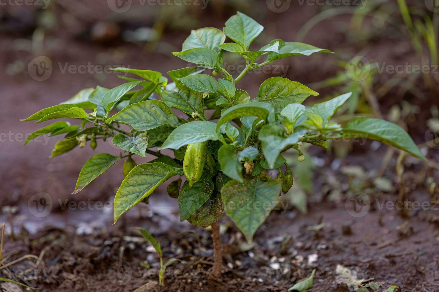 small pepper plant standing in soil photo