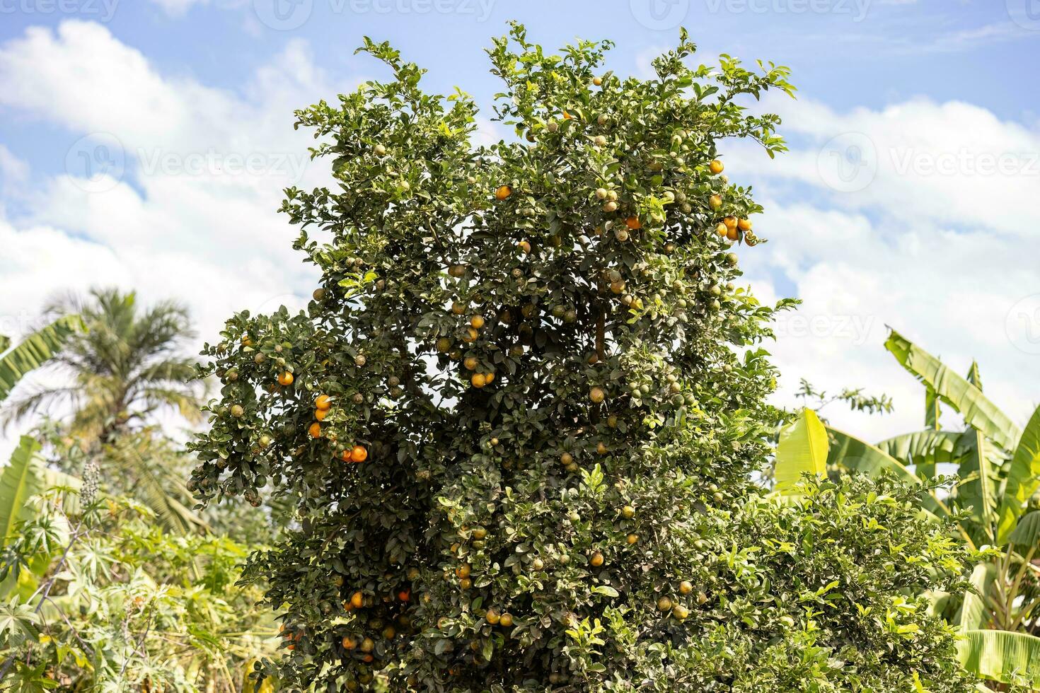 Adult Fruiting Tree photo