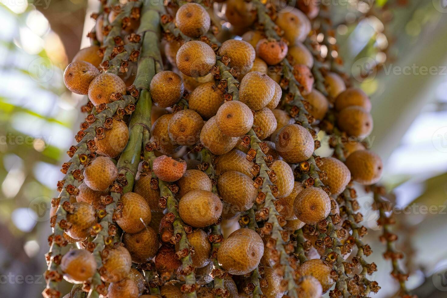 fruits of the buriti palm photo