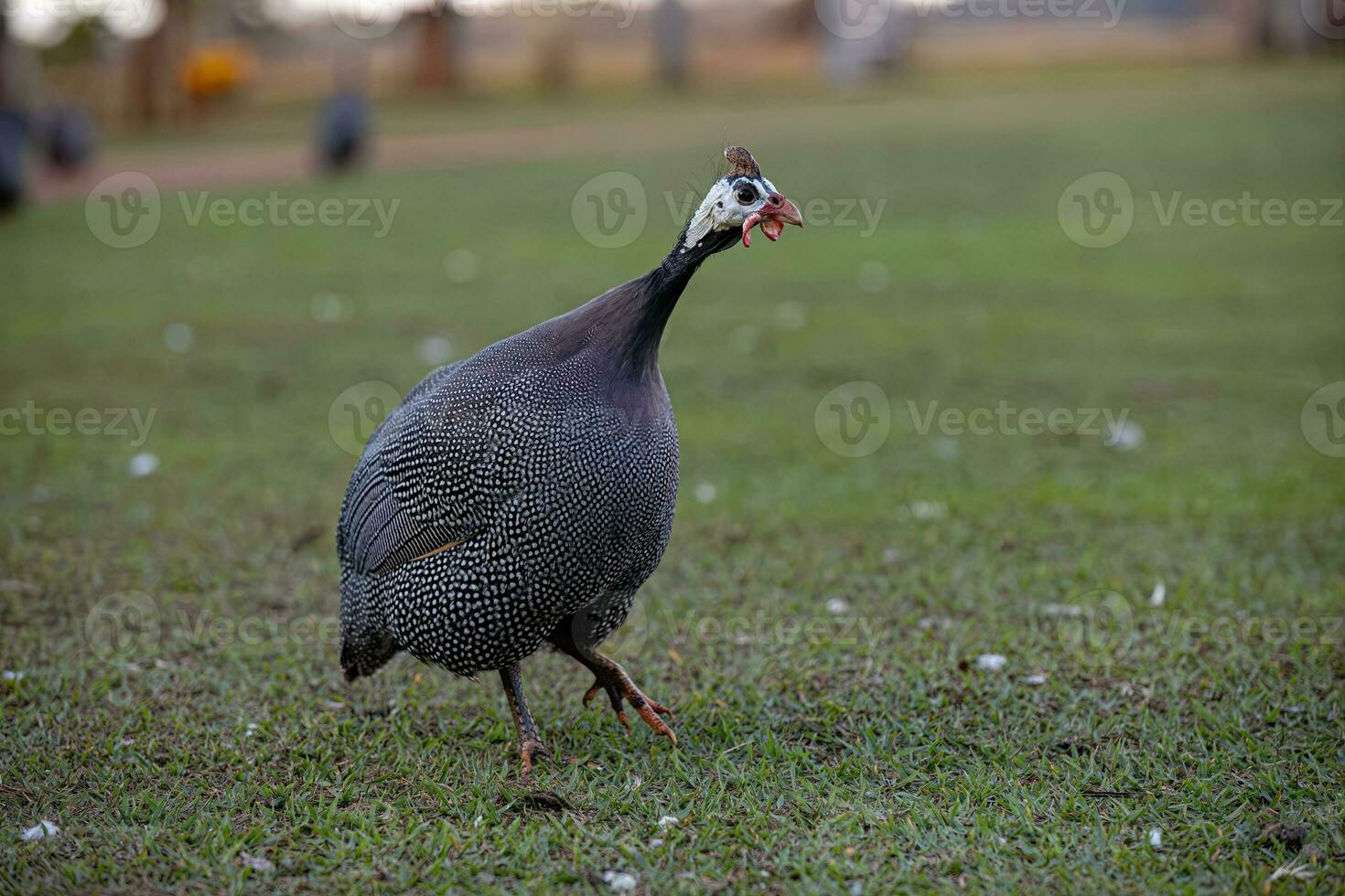 guinea fowl farm animal photo