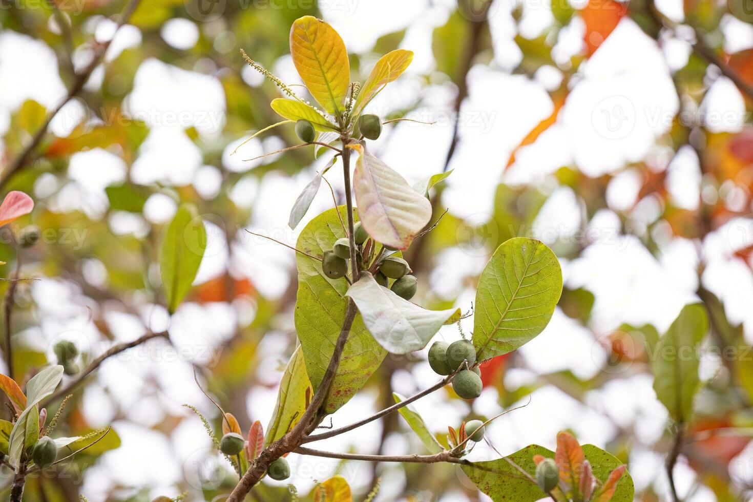 Sea Almond Tree photo