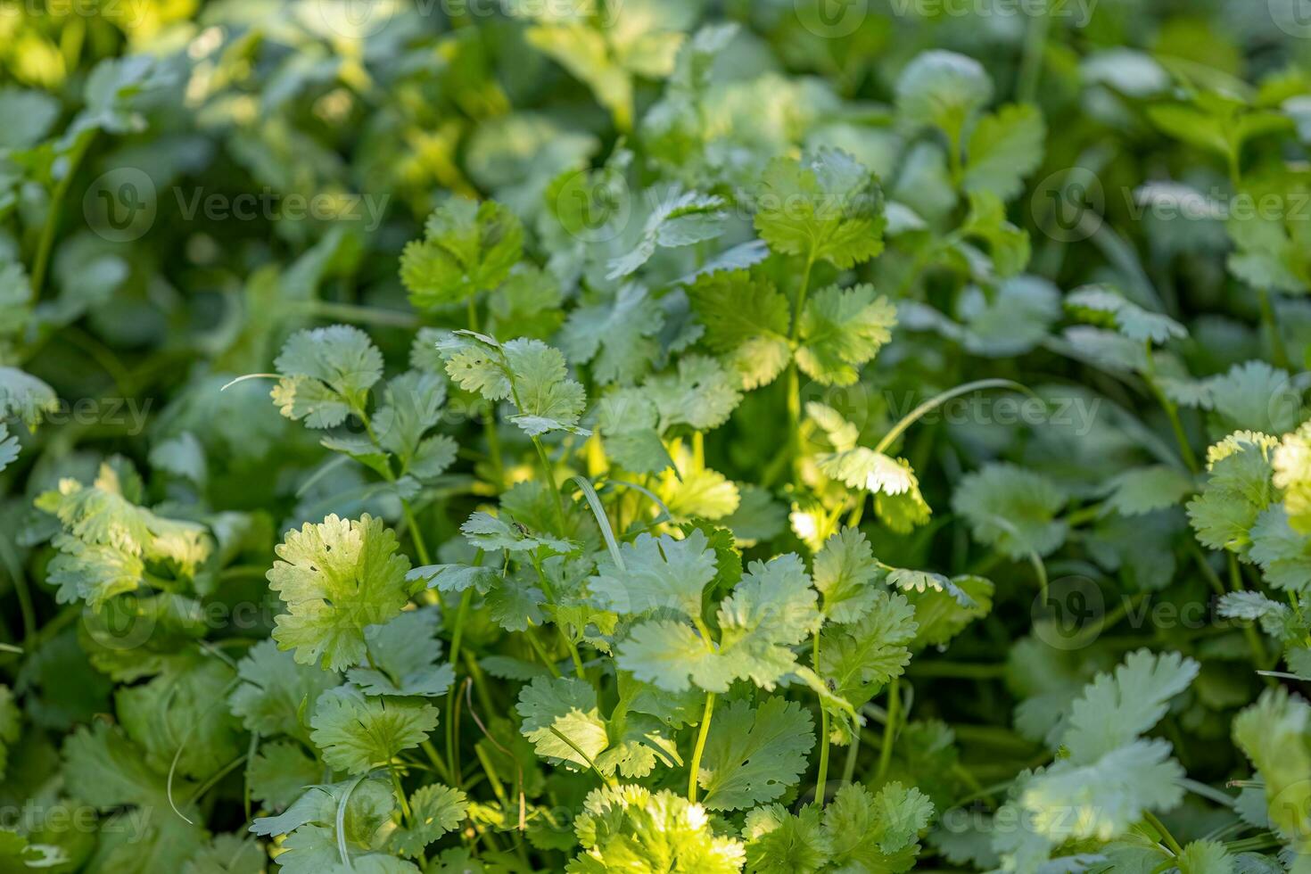 coriander plant seedlings photo