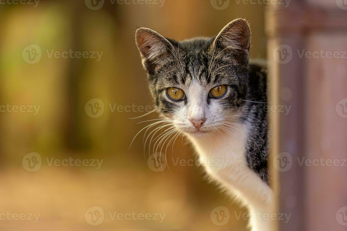 Small domestic cat photo