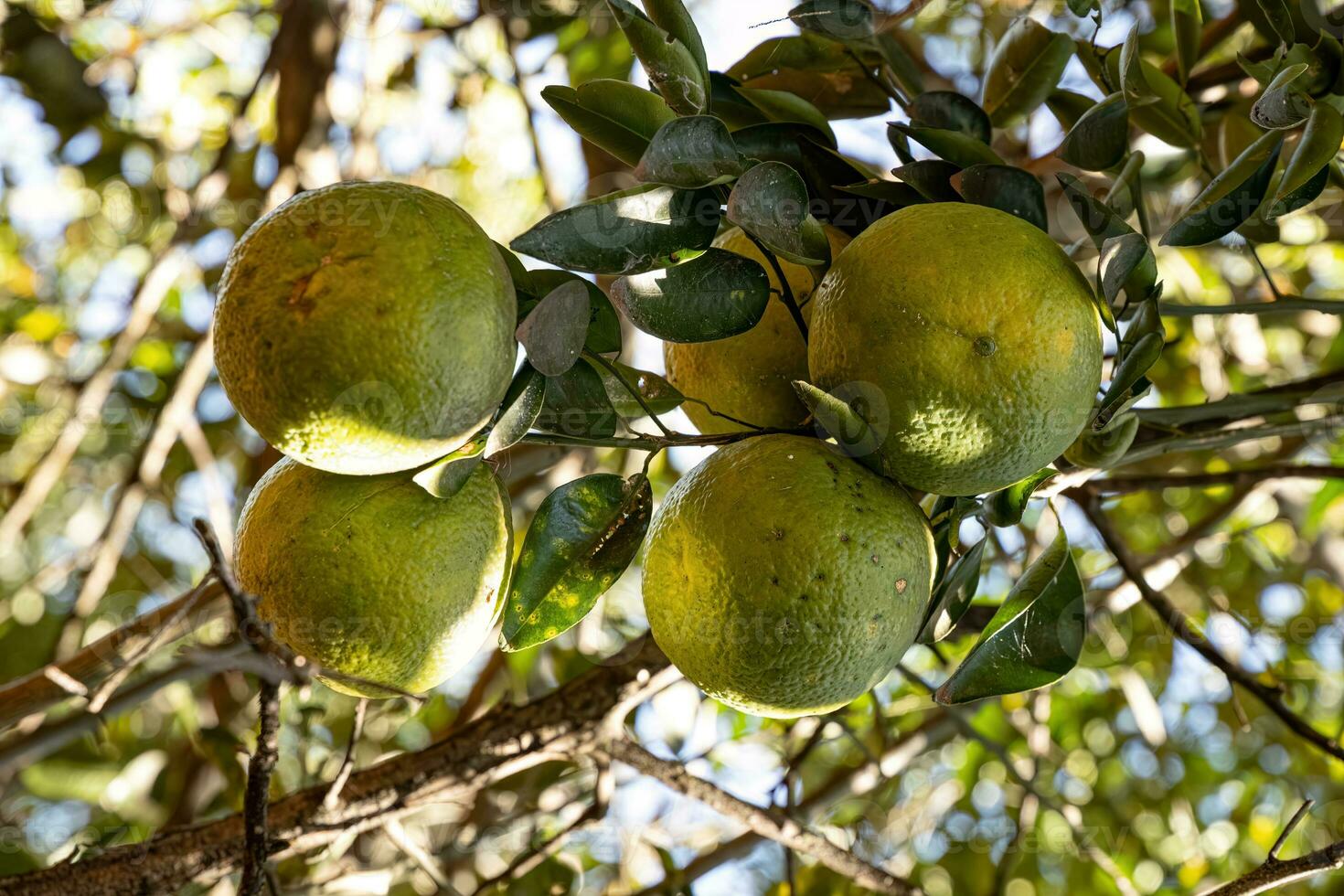 verde Fruta árbol foto