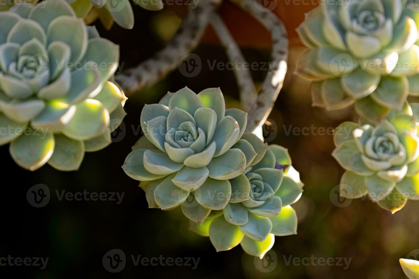 Stonecrop Succulent Plant photo