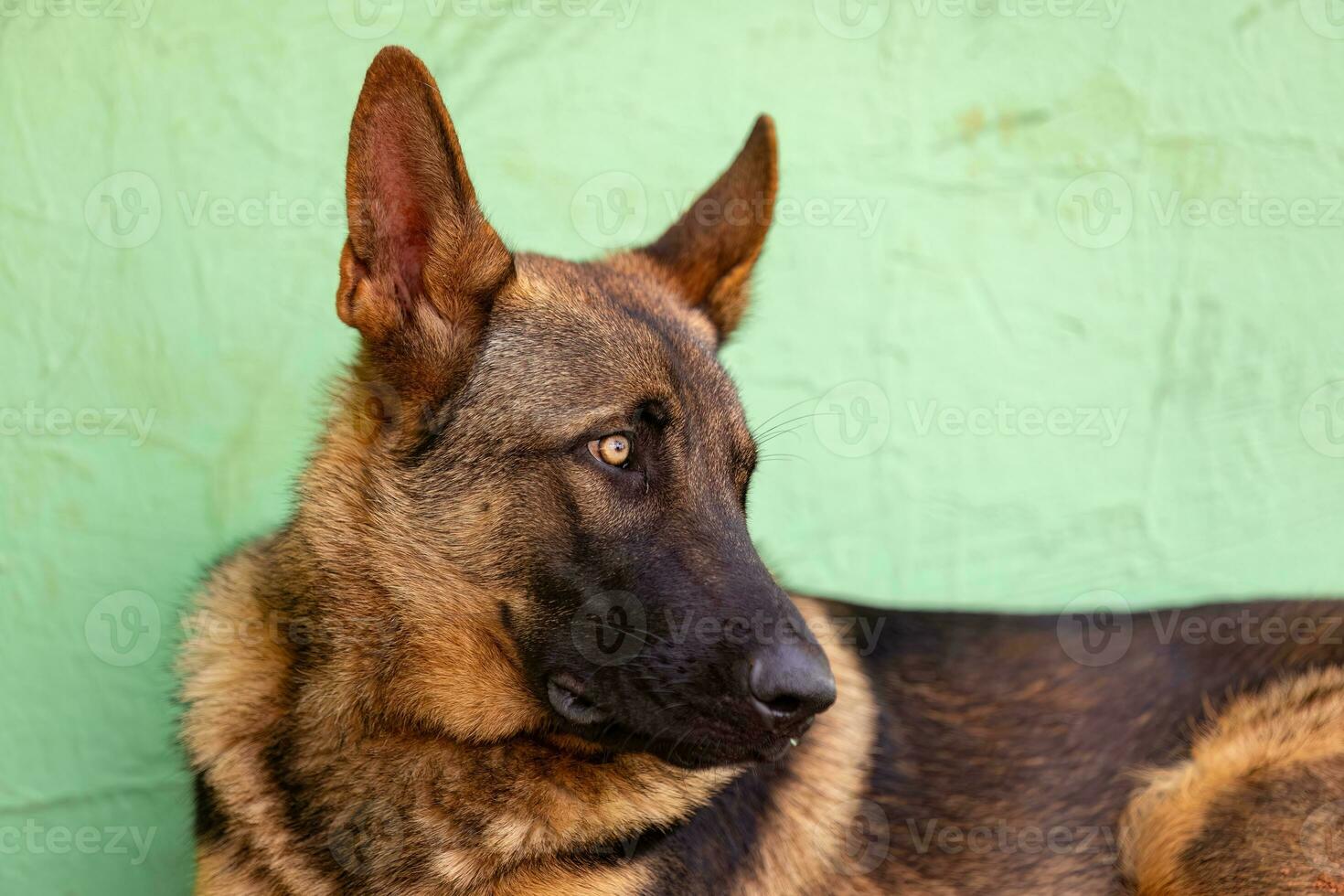 dog of german shepherd breed photo