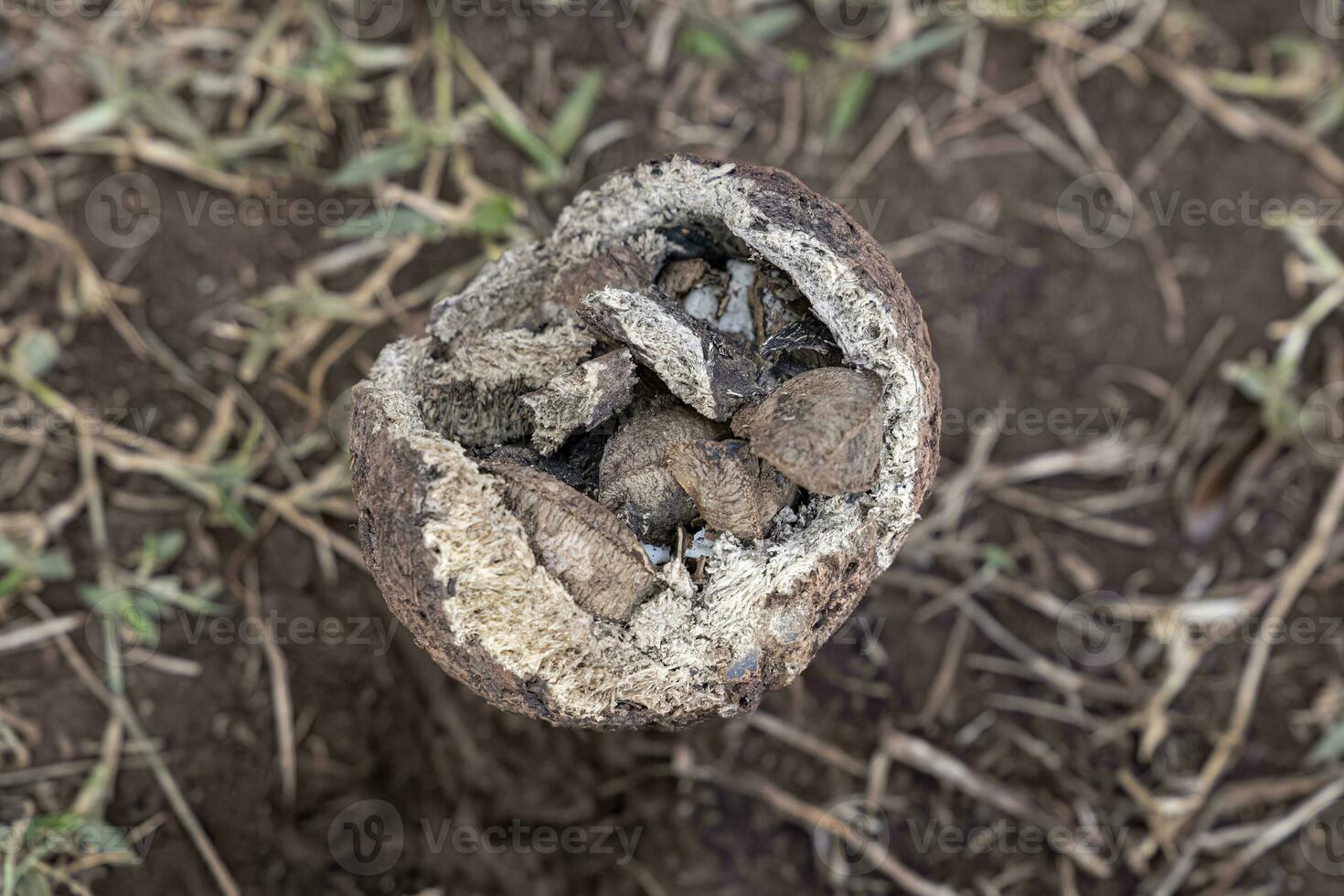 broken Brazil nut fruit on the ground photo