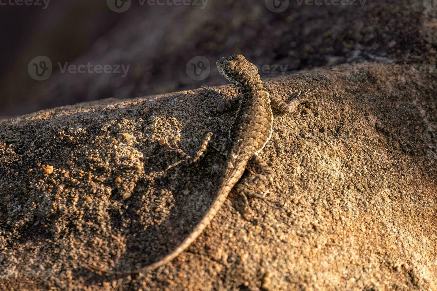 pequeño lagarto de tierra foto