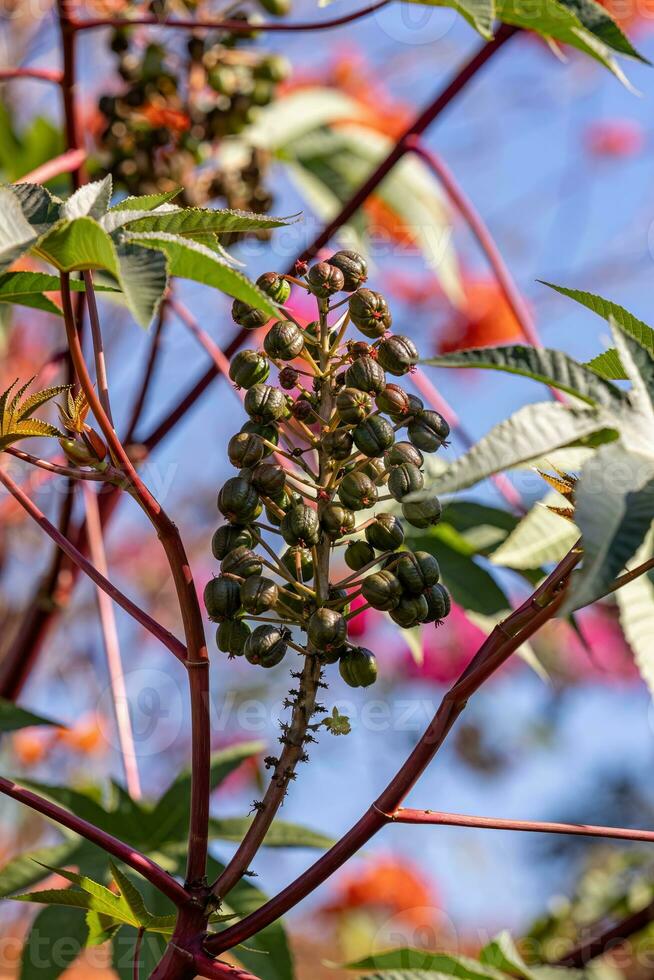 Green Castor Bean Plant photo