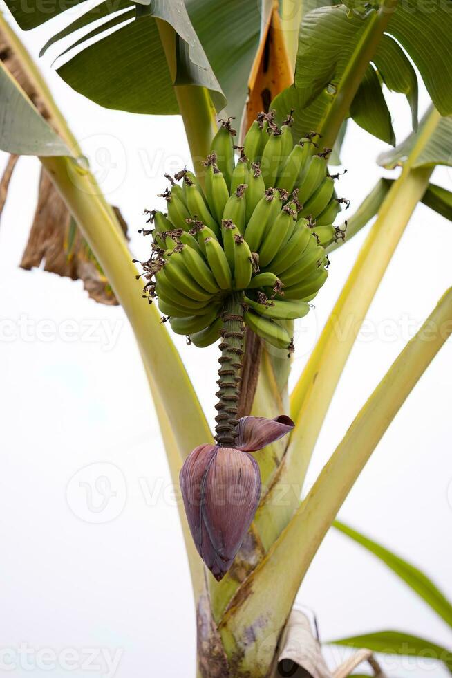 bunch of green banana fruits on banana tree photo