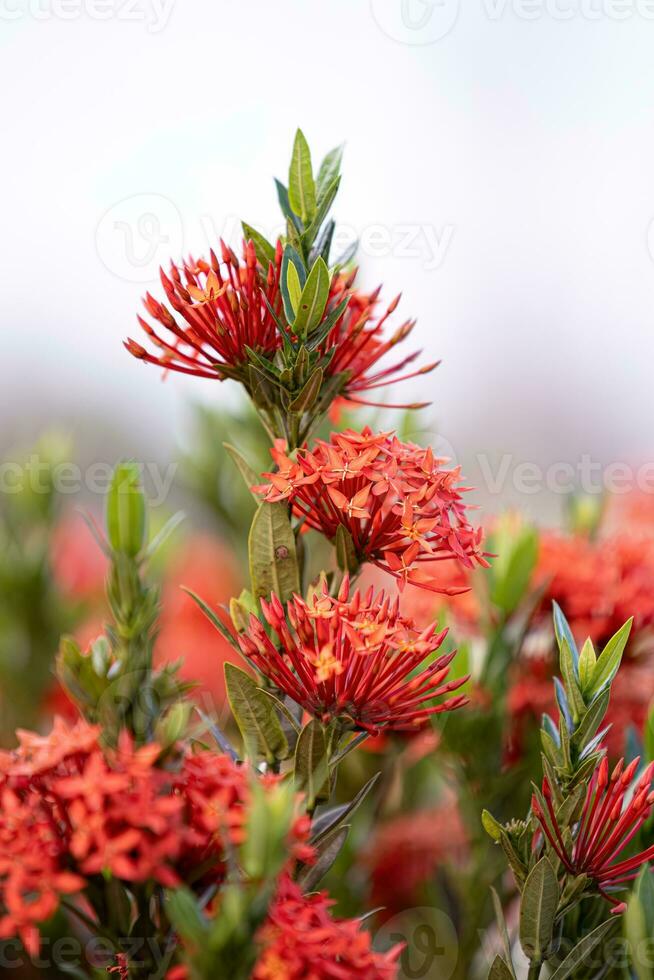 Red Jungle Flame Plant Flower photo