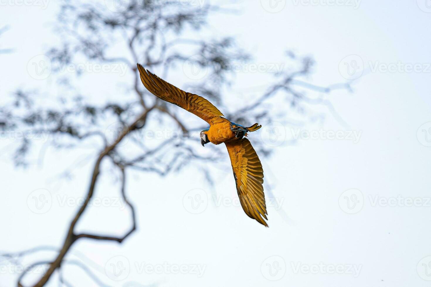 Adult Blue-and-yellow Macaw photo