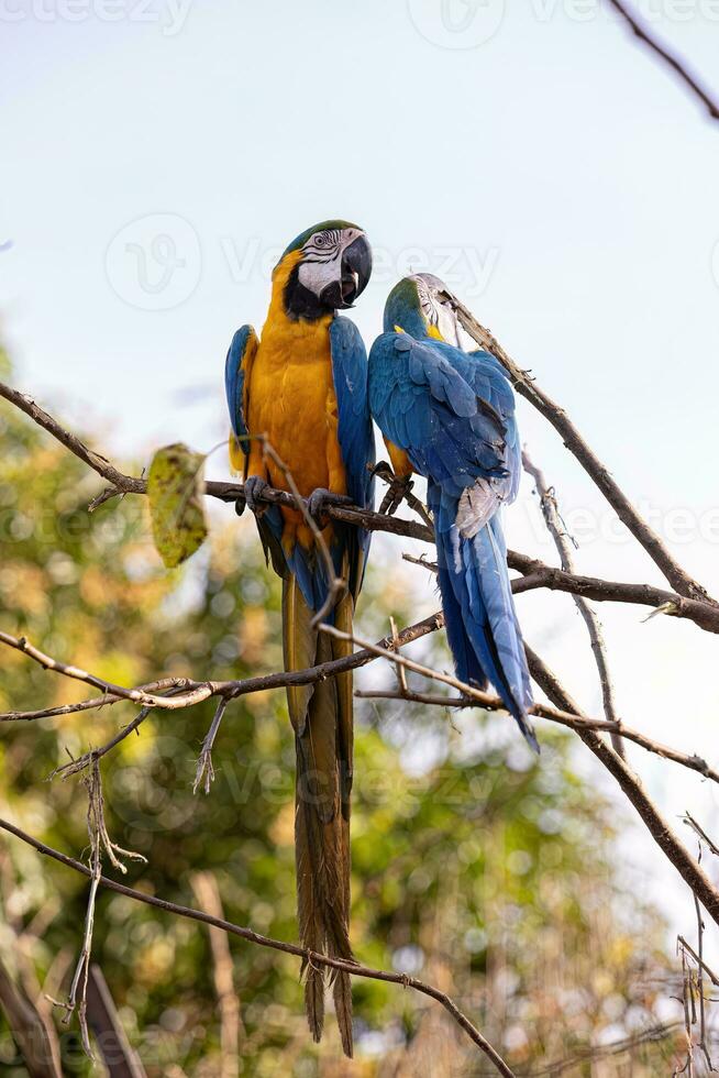 Adult Blue-and-yellow Macaw photo