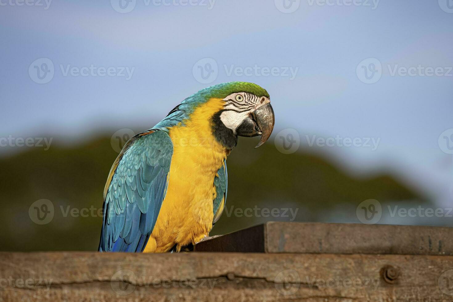 Adult Blue-and-yellow Macaw photo