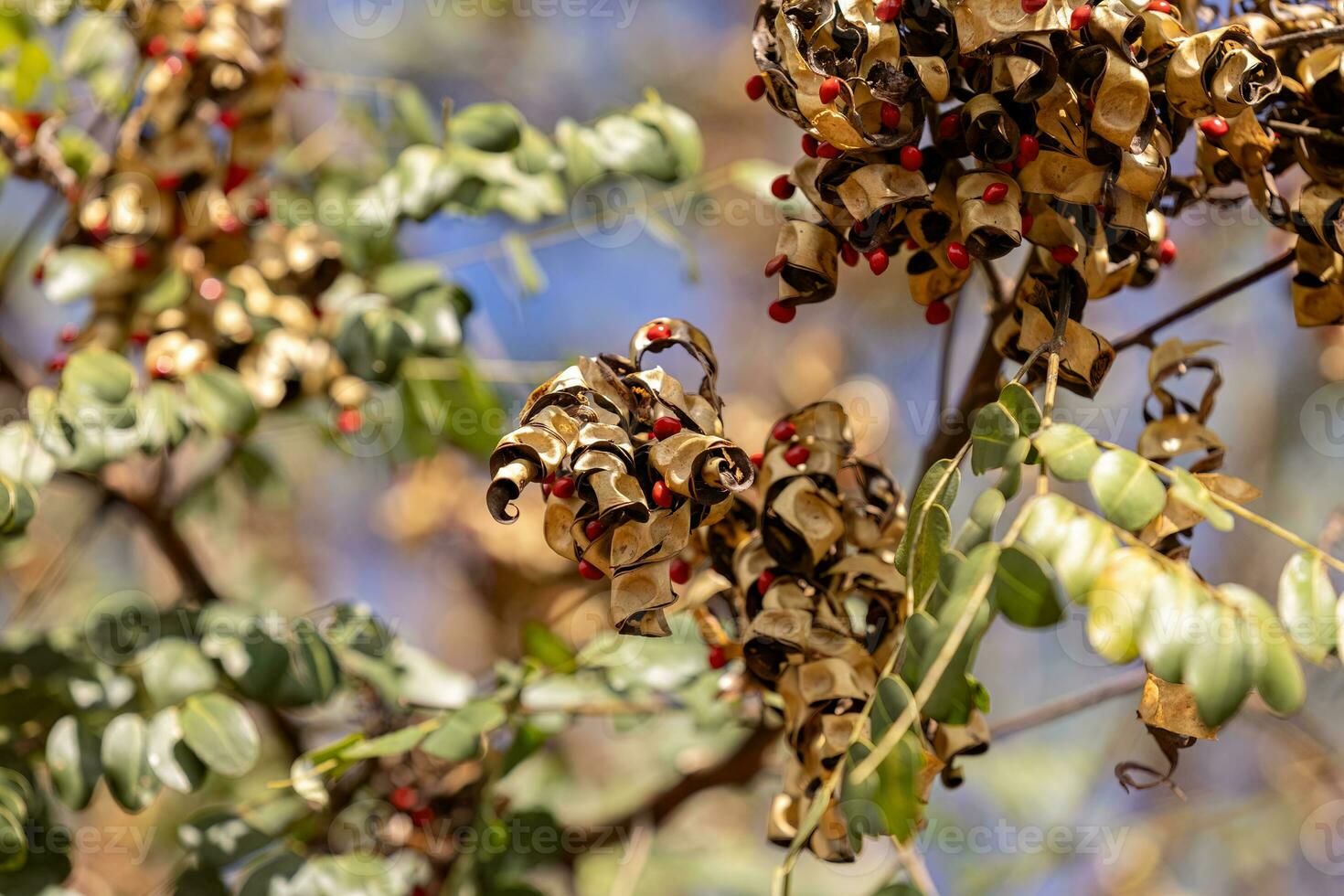 Saga Tree Seeds photo