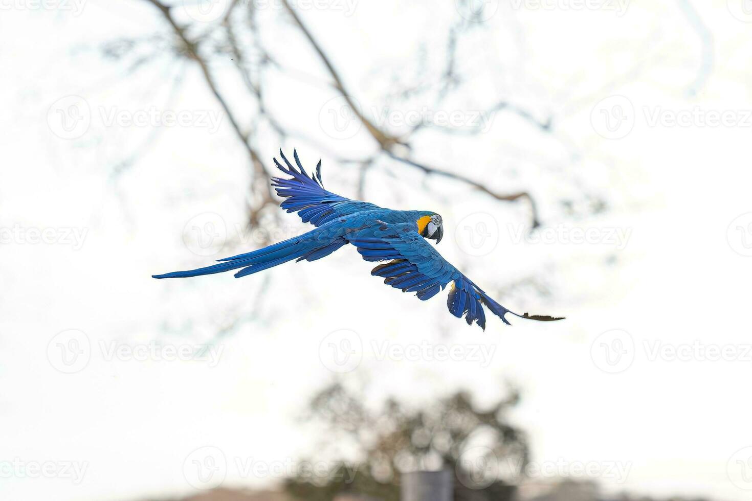 Adult Blue-and-yellow Macaw photo