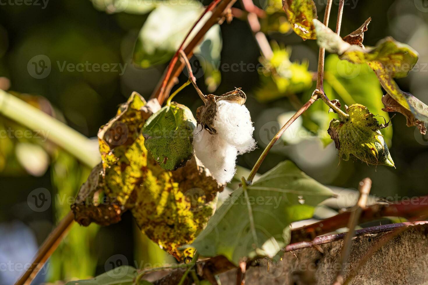 close up of cotton plant photo