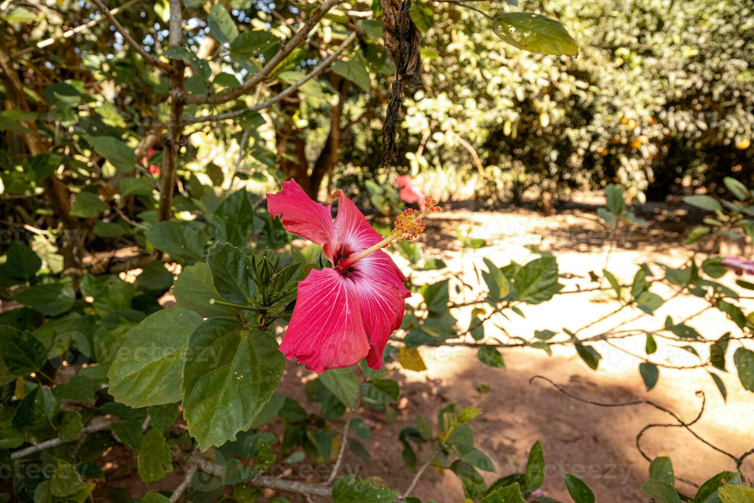 Red Hibiscuses Flower photo
