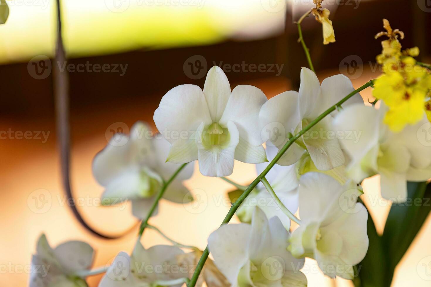 Small Flowering Orchid Plant photo