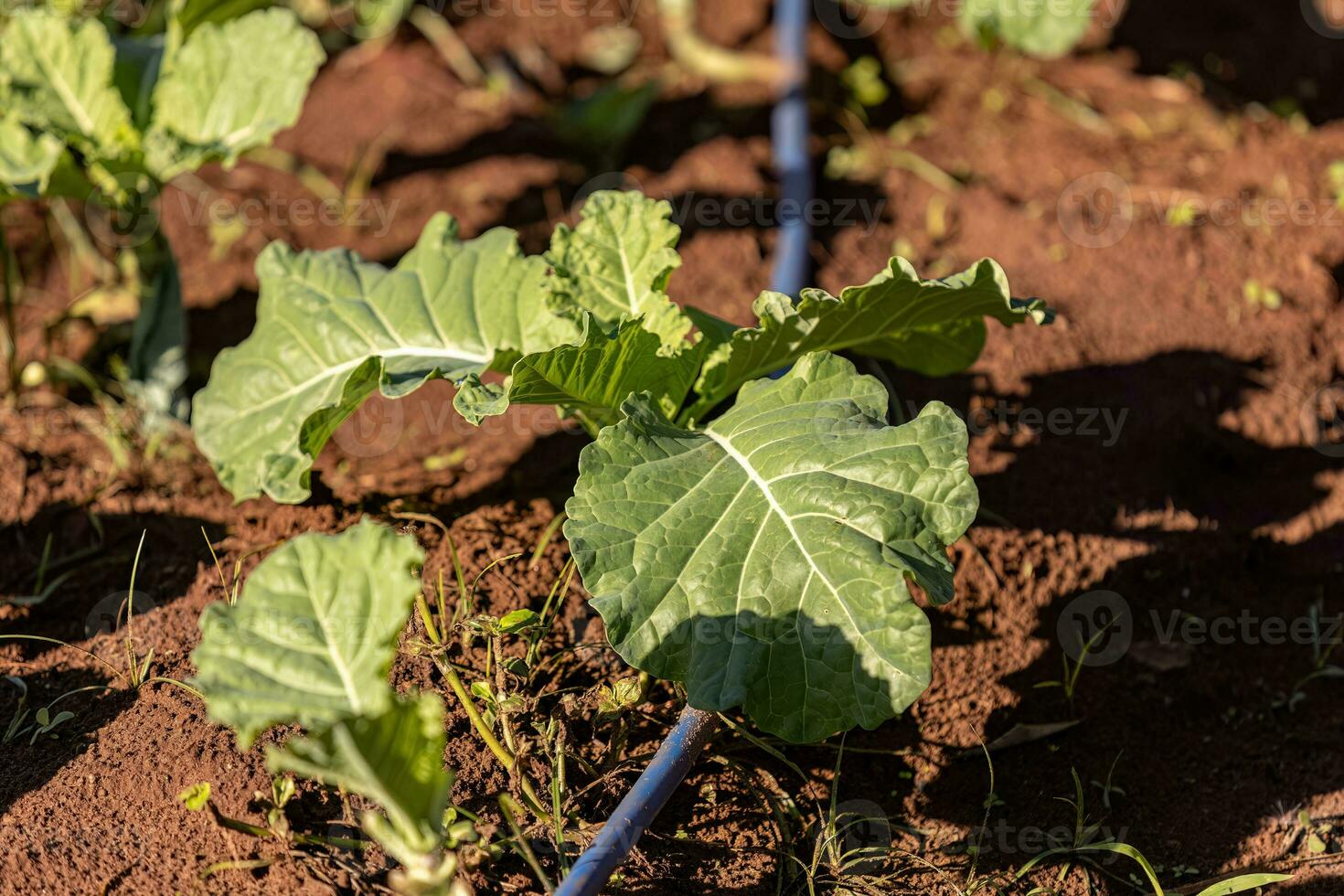 cabbage vegetable plant photo